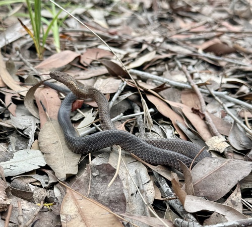 Golden-crowned Snake sighting