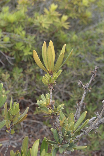 Balanops pancheri observed 2024-10-31