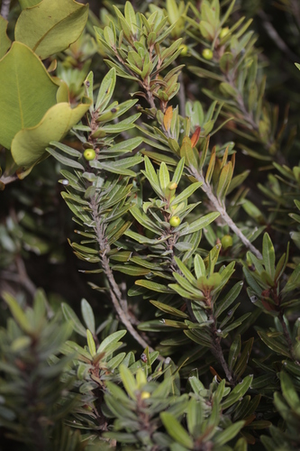 Pleioluma crebrifolia observed 2024-10-31