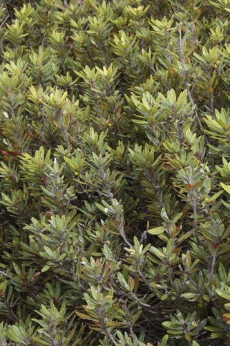 Pleioluma crebrifolia observed 2024-10-31
