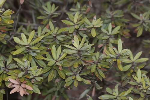 Pleioluma crebrifolia observed 2024-10-31