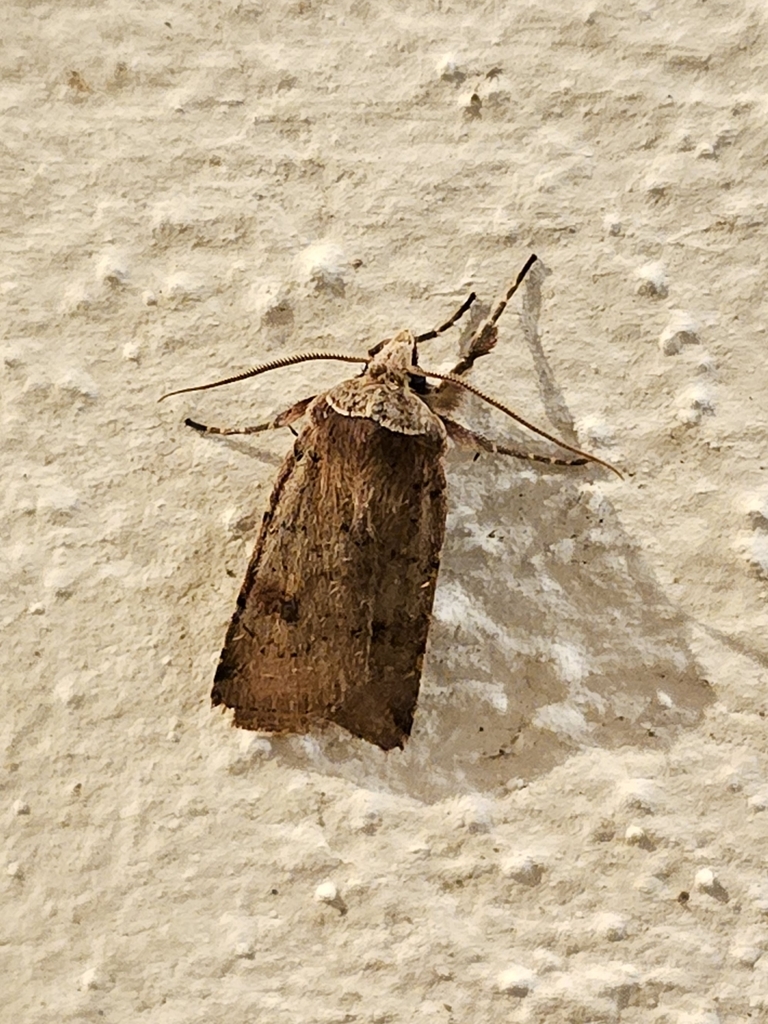 Cerastis faceta