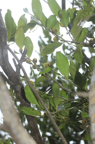 Diospyros vieillardii observed 2024-10-28