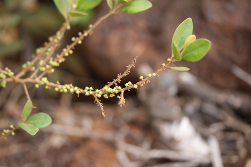 Myrsine modesta observed 2024-11-04