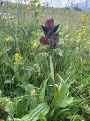 Gentiana purpurea
