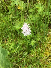 Dactylorhiza maculata
