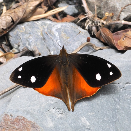 Corades iduna