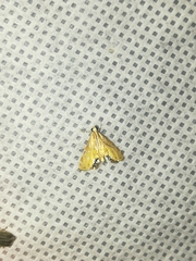 Petrophila daemonalis