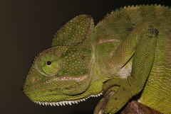 Chamaeleo zeylanicus