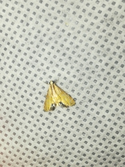 Petrophila daemonalis