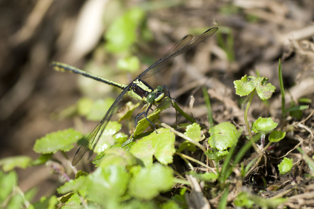 Rüppell's Longlegs
