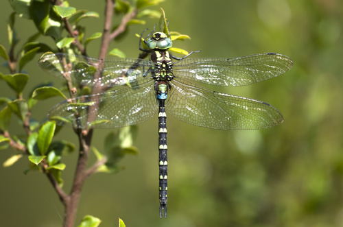 Northern Highland Hawker