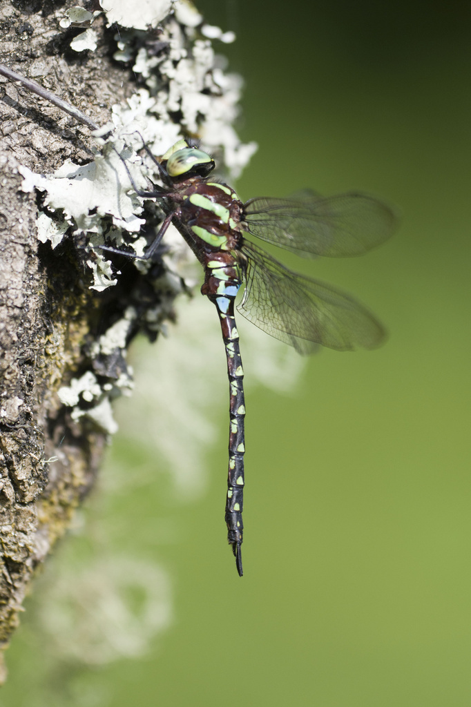 Northern Highland Hawker