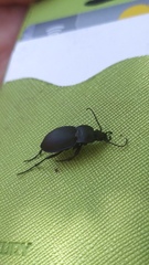 Carabus convexus