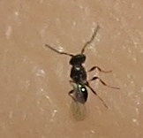 Ceraphronoidea