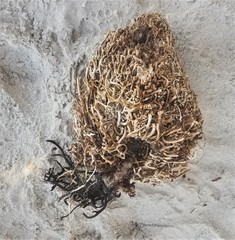 Clathria