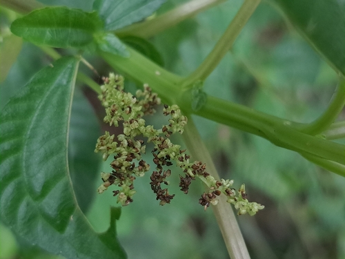 Image of Pilea melastomoides by (c) vrxz, some rights reserved (CC BY-SA)