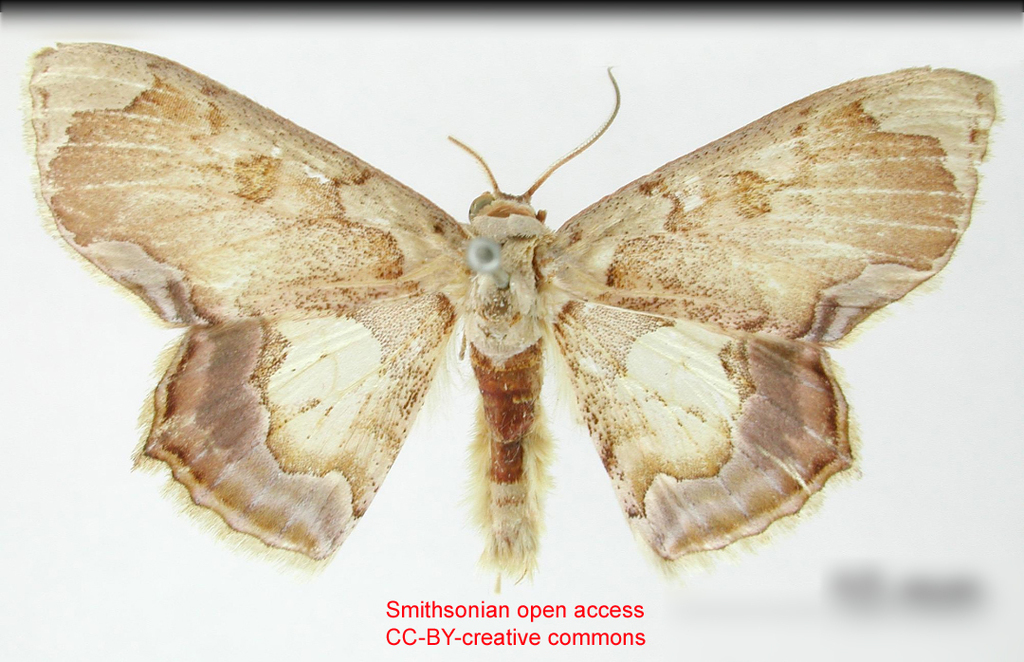 Lithostege giacomellii