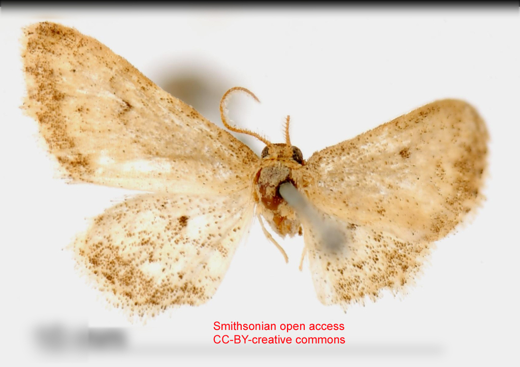 Lobocleta griseolimbata