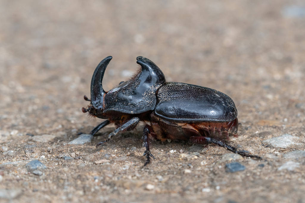 Trichogomphus martabani