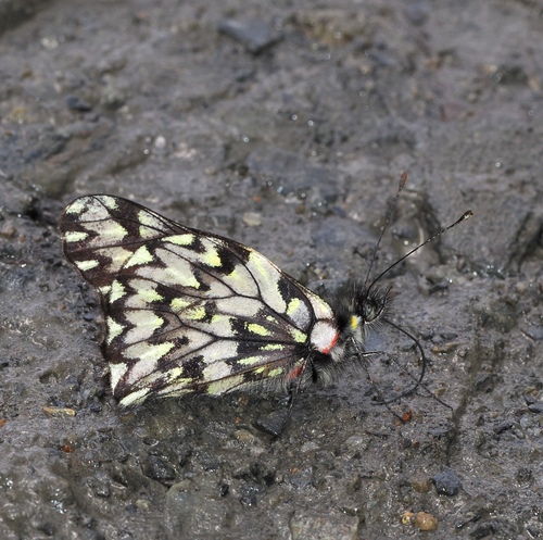 Catasticta incerta