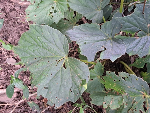 Image of Begonia palmata by (c) vrxz, some rights reserved (CC BY-SA)