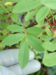 Rosa palustris
