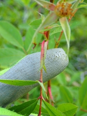 Rosa palustris