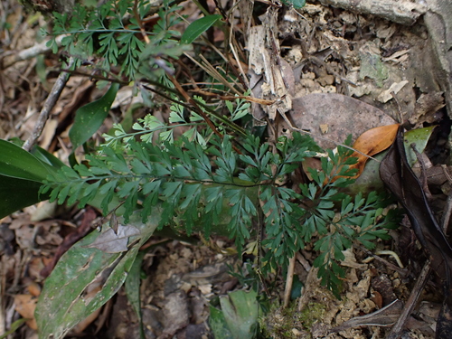 Lindsaea kawabatae iNat (3)