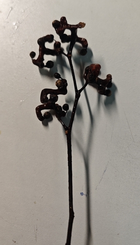 Foto de Uva-do-japão