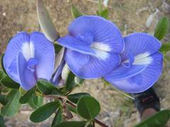 Periandra mediterranea