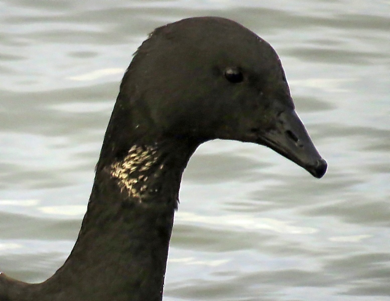 Brant Goose