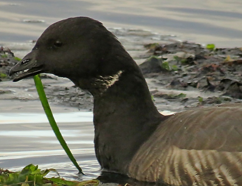 Brant Goose