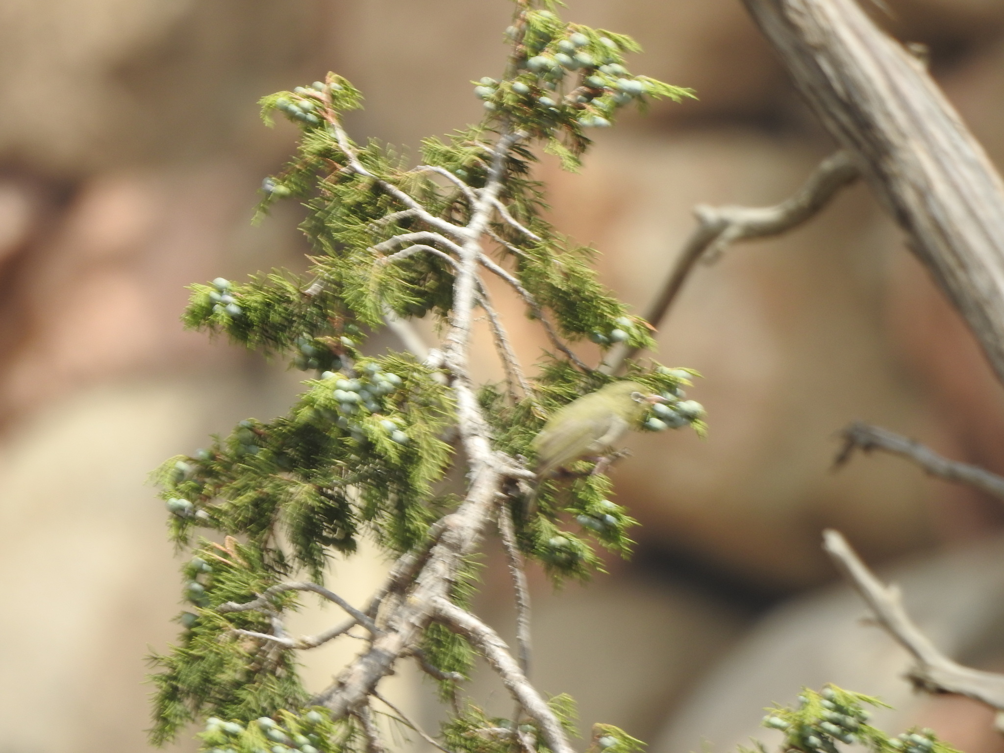 Abyssinian White-eye (Zosterops abyssinicus), photo 9