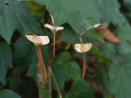 Image of Begonia palmata by (c) vrxz, some rights reserved (CC BY-SA)