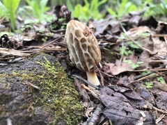 Morchella diminutiva