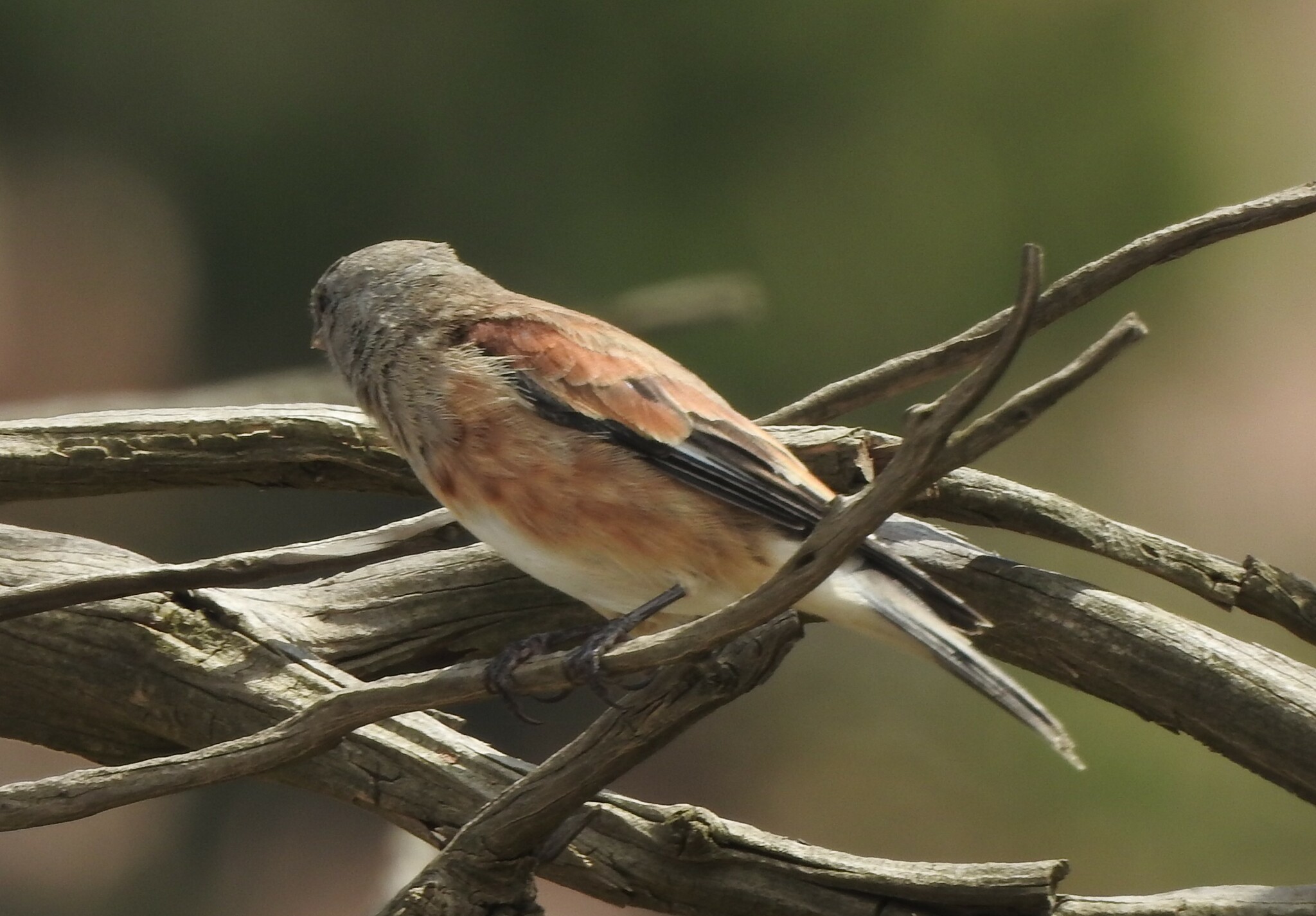Yemen Linnet (Linaria yemenensis), photo 3