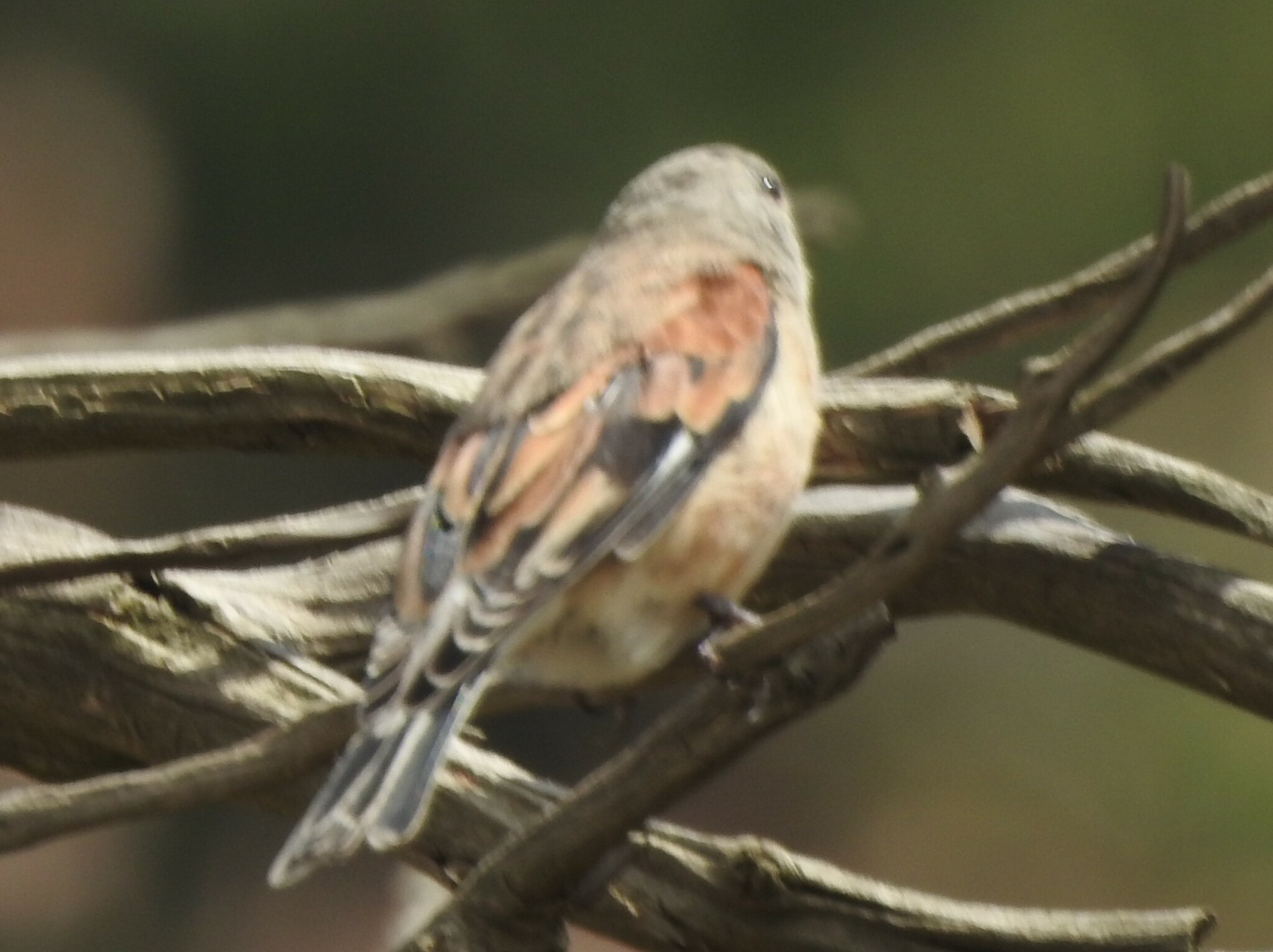 Yemen Linnet (Linaria yemenensis), photo 2