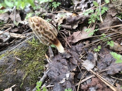 Morchella diminutiva