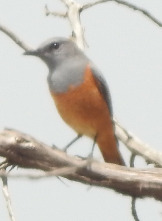 Little Rock Thrush (Monticola rufocinereus), photo 6