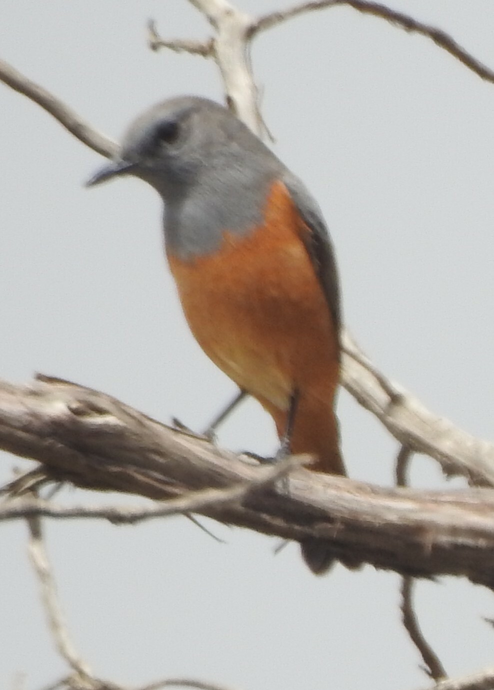Little Rock Thrush (Monticola rufocinereus), photo 5