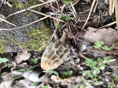 Morchella diminutiva
