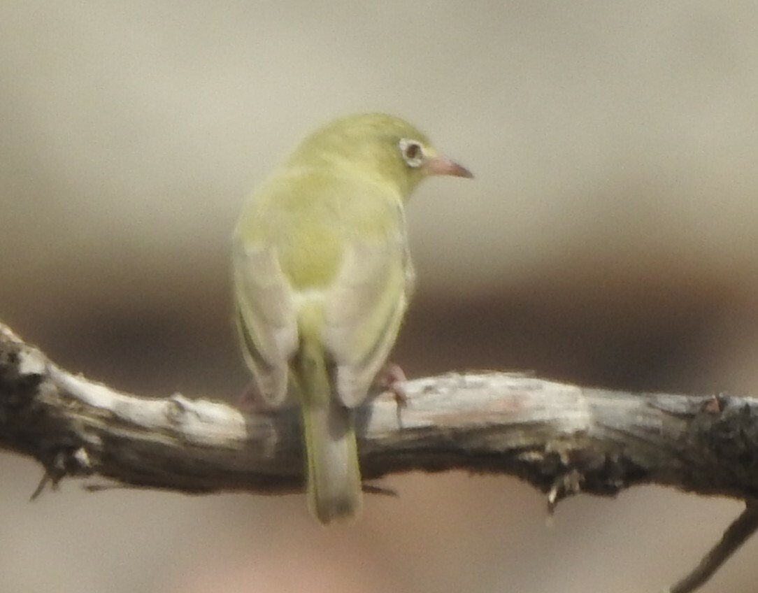 Abyssinian White-eye (Zosterops abyssinicus), photo 10