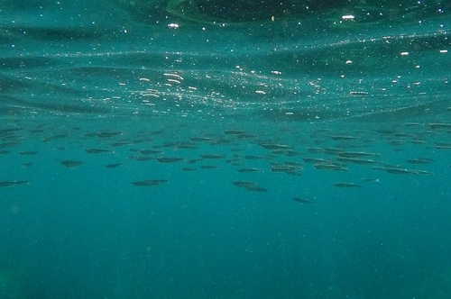 Odontesthes gracilis