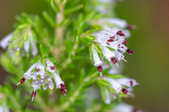 Erica ecklonii