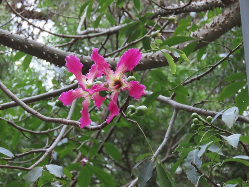 Image of Silk Floss Tree (Ceiba speciosa) by (c) Marco Mussita, some rights reserved (CC BY)