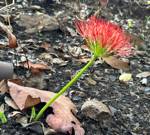 Image of Scadoxus multiflorus by (c) Robert Taylor, some rights reserved (CC BY)