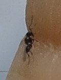 Ceraphronoidea