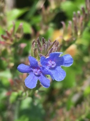 Anchusa officinalis