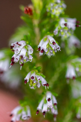 Erica ecklonii